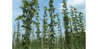 Mature hop plant, NEWPORT cultivar